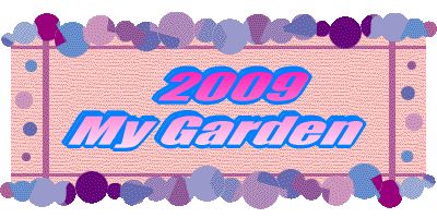    2009  My Garden 